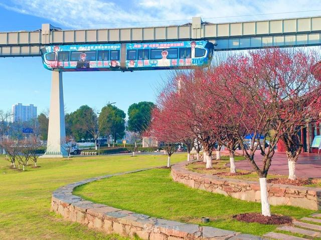 武汉梅花美到封神！官方赏梅地图请收好