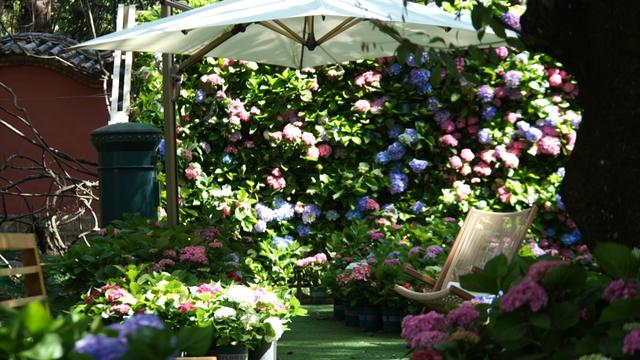 楚雄版“莫奈花园”藏不住啦！让你“五一”假期一次看过瘾