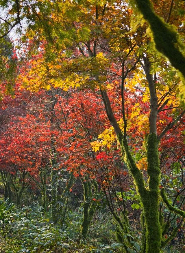 重庆秋色“天花板”火了！最快1小时飚拢！