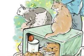 智能猫屋现状调查：给流浪猫社区“安家”会带来多少问题？图片