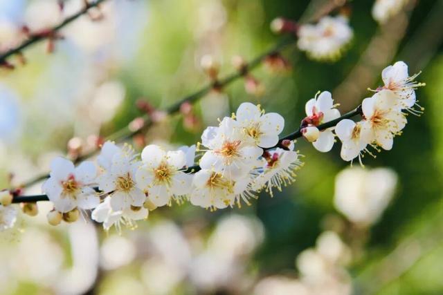 气温直冲20℃！第一波赏花的人已出发