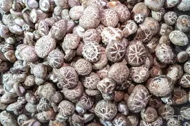 “小香菇”撬动“大产业”  随州香菇的“智链跃迁”图片