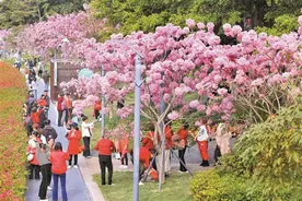 深圳的冬日浪漫来了 紫花风铃木迎盛花期图片