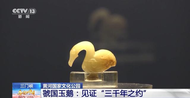 首批大天鹅已抵达！来三门峡黄河湿地赴一场生态与文化之约