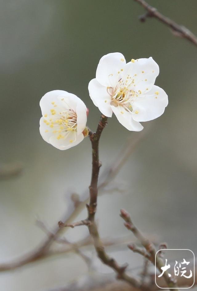 淮南舜耕山梅园：几株早梅已吐蕊 蜜蜂冬日采蜜忙