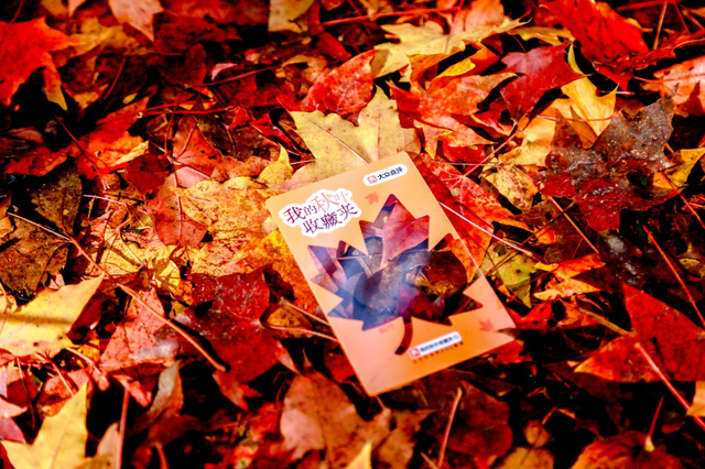 “不如去看一棵树” | 寻初冬彩蛋 圆明园邀您来打卡