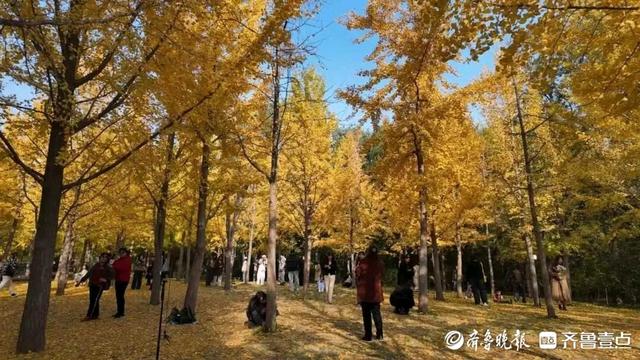 邂逅浪漫秋光，济南市多家公园景区秋色已备好