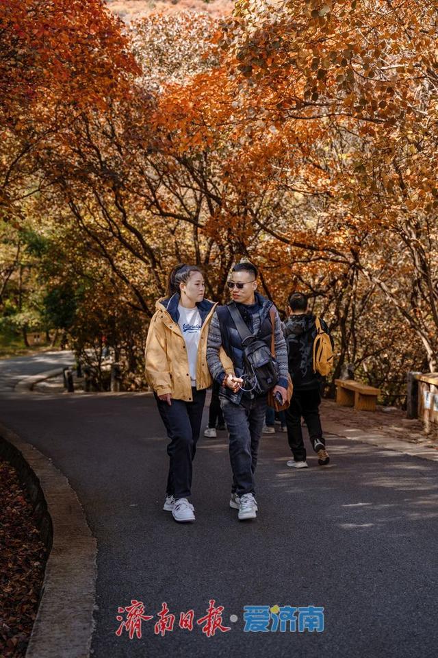 济南红叶谷：万山红遍层林尽染，秋日胜景醉游人