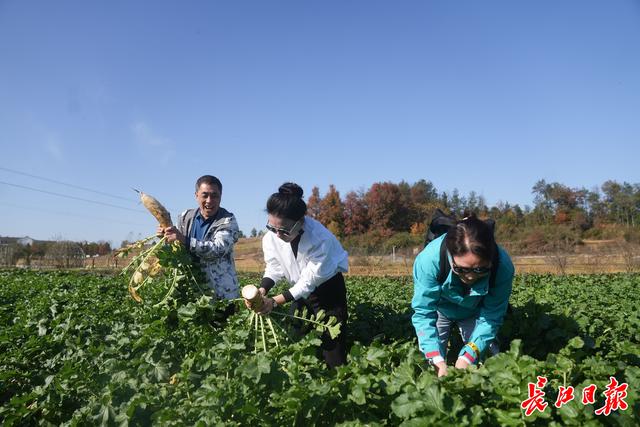 拔萝卜、品美食、打卡艺术民宿…… 武汉车友周末自驾游咸宁