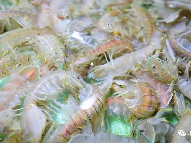北部湾“18岁的海鲜”回来了！防城港、北海、钦州开海活动超全攻略看这篇→