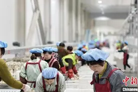 江苏睢宁：一朵菌菇串起生态产业链图片