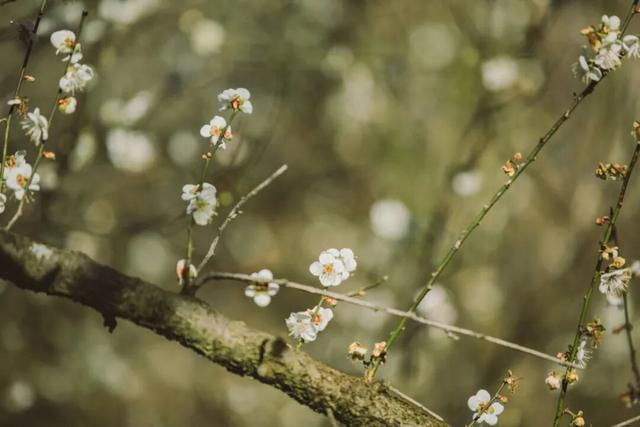 赏梅直奔福州这里，这片“雪海”太惊艳了！
