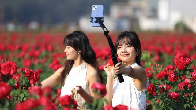 楚雄版“莫奈花园”藏不住啦！让你“五一”假期一次看过瘾