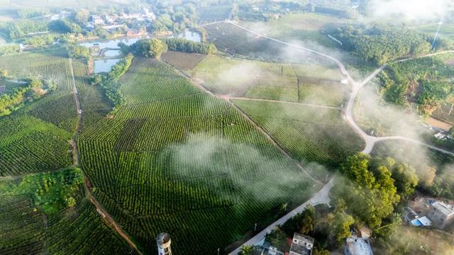 白沙喜提国家2A级旅游景区，陨石坑生态茶园+集市周末联动玩法请收藏！