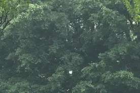 近段时间，佛山人出门都是“肉松小贝”，每个人的身上都有毛毛？街坊：为何要选TA！图片