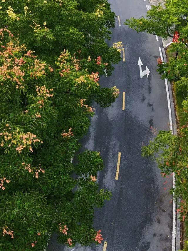 秋日画卷 | 去宁南 赴一场温泉与栾树的秋日之约