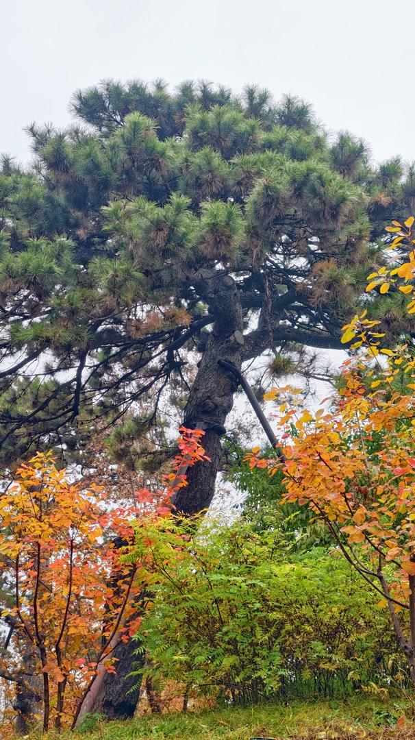 雨落颐和园后溪湖，秋色染透一地金黄