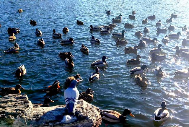 北京农展馆后湖，何以引来百鸟嬉？现场探秘——
