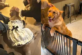 觉得宠物狗在家太无聊，主人将其送去狗咖“打工”：狗狗上班很积极，回来倒头就睡图片