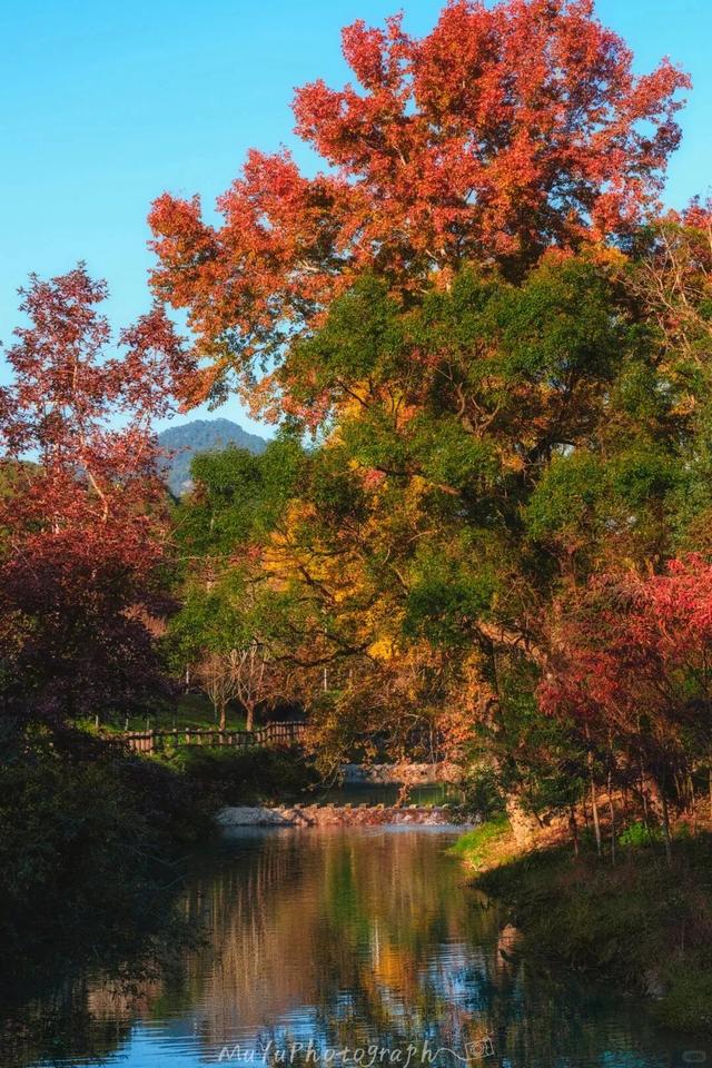 美“枫”了！九峰村迎来颜值巅峰！