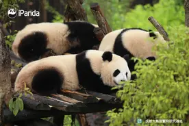 趴着睡、侧躺睡、跷着脚睡……熊猫团子睡姿图鉴图片