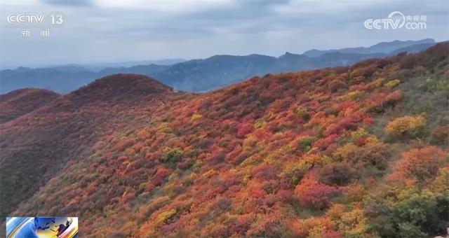 桂花飘香、胡杨金黄、黄栌换上五彩“盛装” 秋日中国铺展斑斓好风光