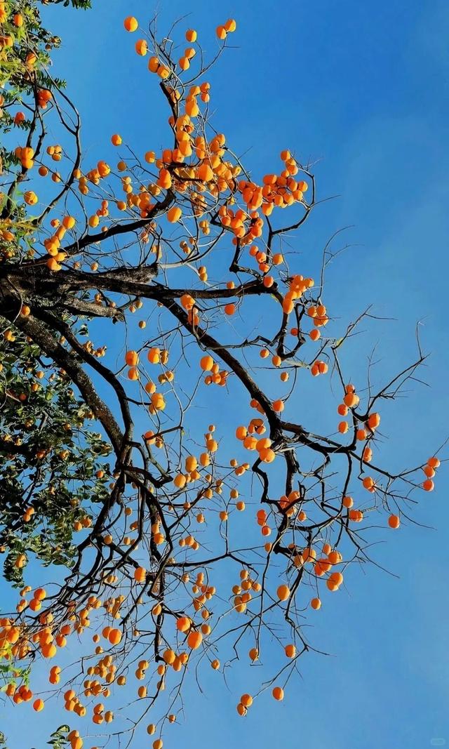 用满屏打开红火的桂林恭城柿子园