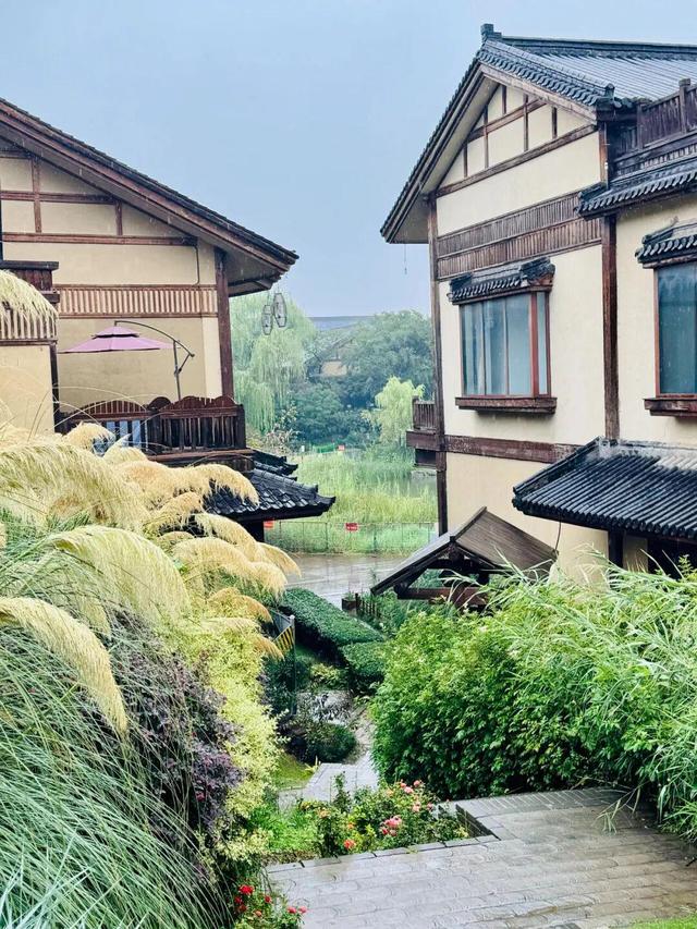 西咸新区600亩向日葵海已绽放