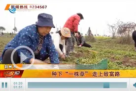 江陵县：“一株草”让村民走上致富路图片