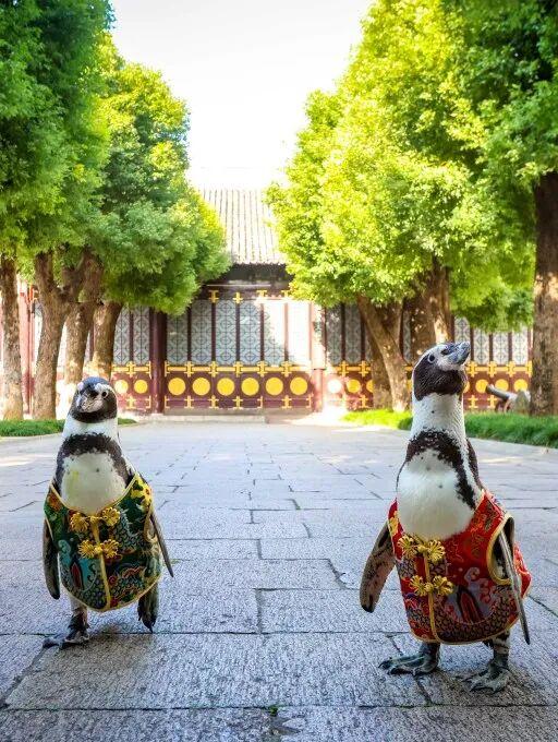 萌度“爆表”！洪堡企鹅最爱的瞻园秋景都在这里→