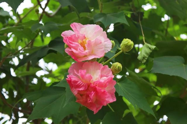 藏在西充城里的“芙蓉秘境”！千余亩美景承包你的秋日浪漫