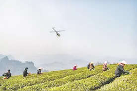 春茶开采图片