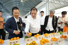 2024浙江好蜜橘推选结果发布 揭秘土特产黄岩蜜橘到底特在哪？图片