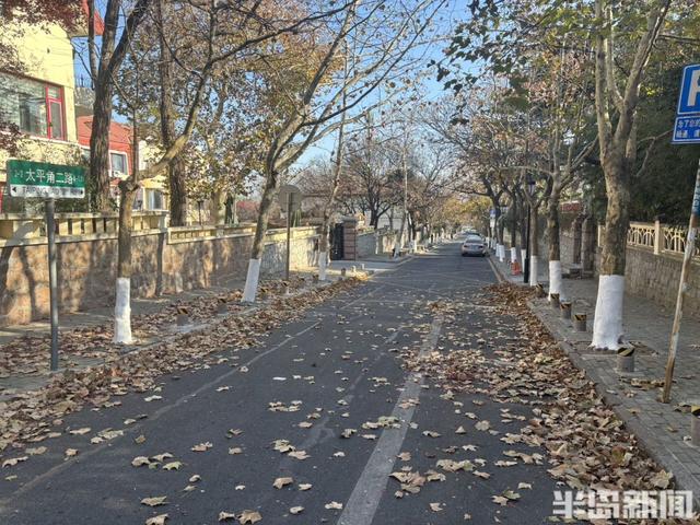 大风拂过八大关，落叶铺就冬日限定美景！