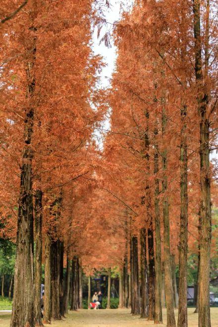 阳光下的水杉是自然的馈赠！冬季里的大美中国