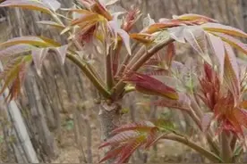 炒菜前的这个重要步骤，这么多年都做错了！图片
