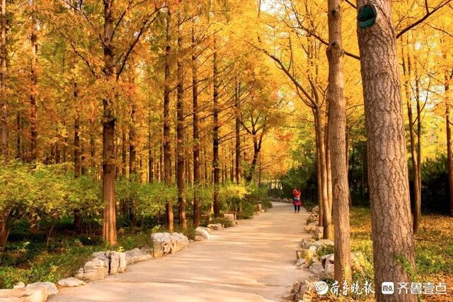 邂逅浪漫秋光，济南市多家公园景区秋色已备好