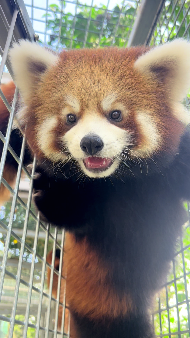 江宁“疯狂动物城”