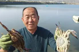 海捕螃蟹减少，养殖母蟹走俏！立冬过后母蟹“最肥美”，一斤120元创新高图片