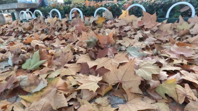 靓丽“秋色”装扮起最美海泊河公园