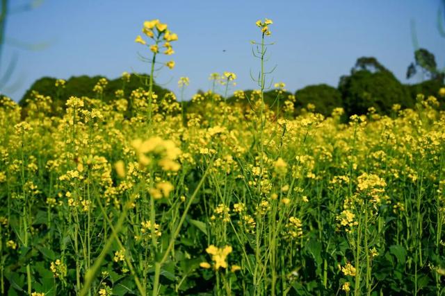 三水大片油菜花海超美超出片！免费赏