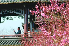 淮南舜耕山蜡梅陆续开放图片