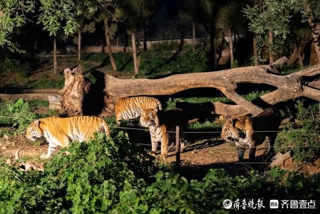 开学季遛娃首选！济南野生动物世界白 + 黑奇幻旅程等你来探秘