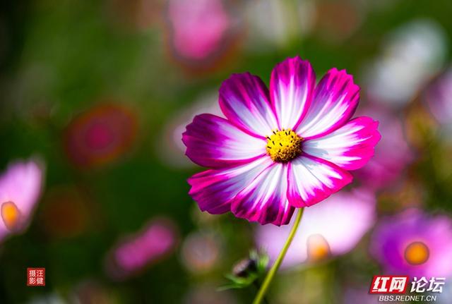 秋游时刻丨在安乡书院洲，被格桑花海和柳林清风彻底治愈了