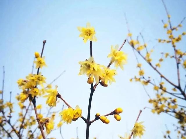 正是打卡的好时候！这份申城赏蜡梅地图请收藏→