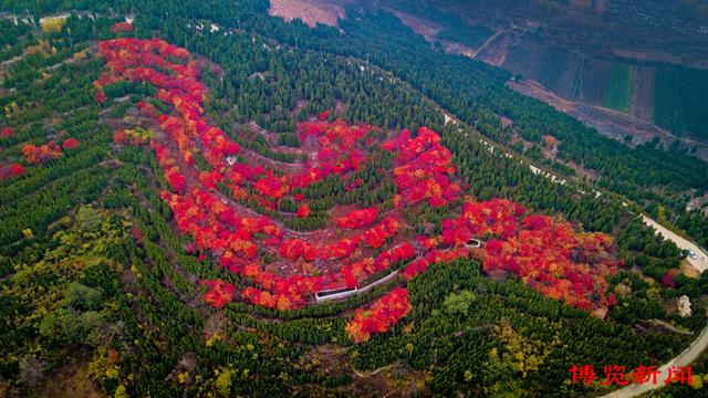 趣味无穷！秋日淄博博山赏红叶，这些打卡地玩法多样超好玩！