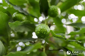 云南孟连：数万亩牛油果长势喜人 丰收在望图片