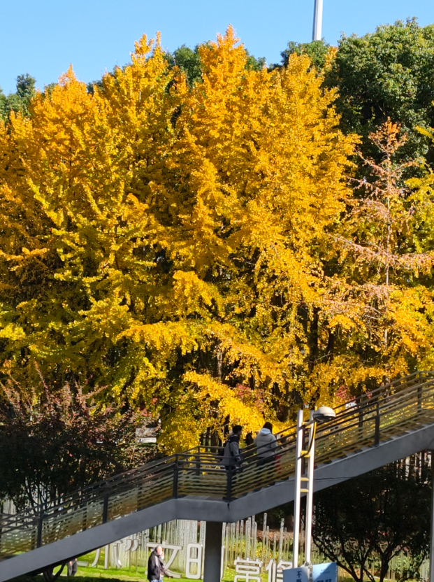 静安“银杏车站”迎来最美时刻！满眼的金色浪漫……（附全区银杏打卡点位）