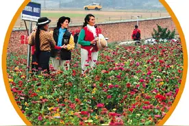 桂林机场旁一处花海火了！“赏花海看飞机”为何有这么大吸引力？图片