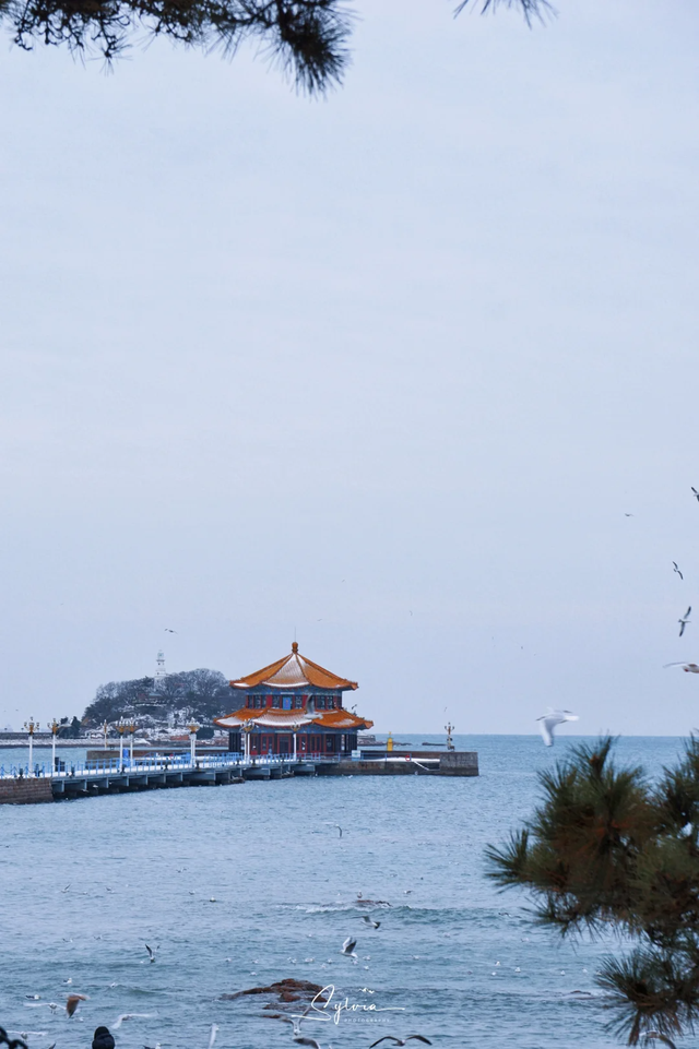 雪后青岛，限定美景上线~